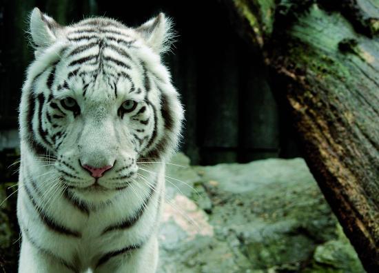 Ogród zoologiczny w Libercu